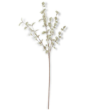 Eucalyptus stem with slender branch, small green leaves, and clustered seed pods