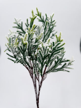 Frosted Pine Branches