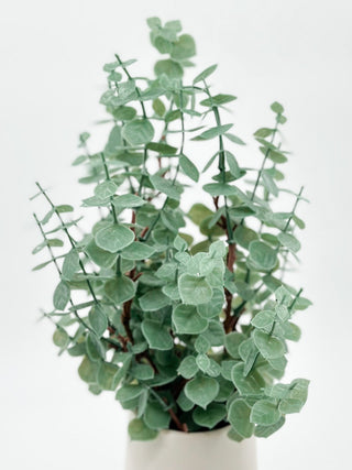 Eucalyptus Stem Bundle