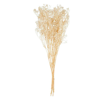 Preserved baby's breath stems, airy beige dried flower bunch