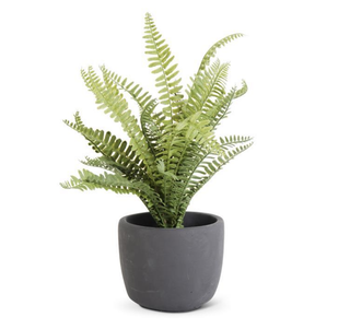 Perfect Fern Planter