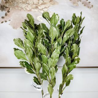 Pittosporum Leaf Stem Set