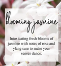 Blooming Jasmine